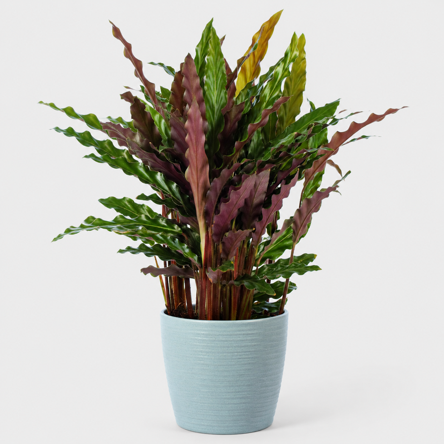 Kitchen Houseplant Collection - Calathea Rufibarba Elgergrass, Haworthia Fasciata Big Band & Philodendron White Wave  4