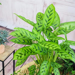 Calathea Leopardina Prayer Plant  2