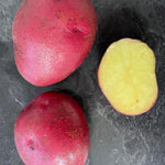 Caledonian Rose Seed Potatoes  4