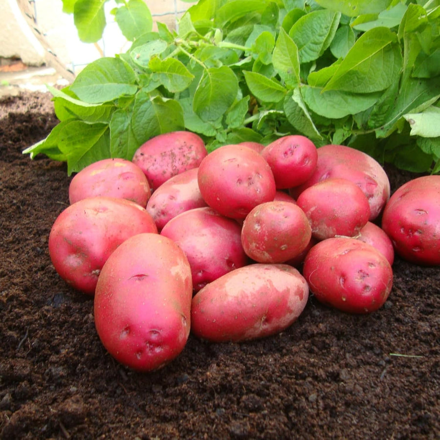 mountain rose seed potatoes Caledonian Rose Seed Potatoes