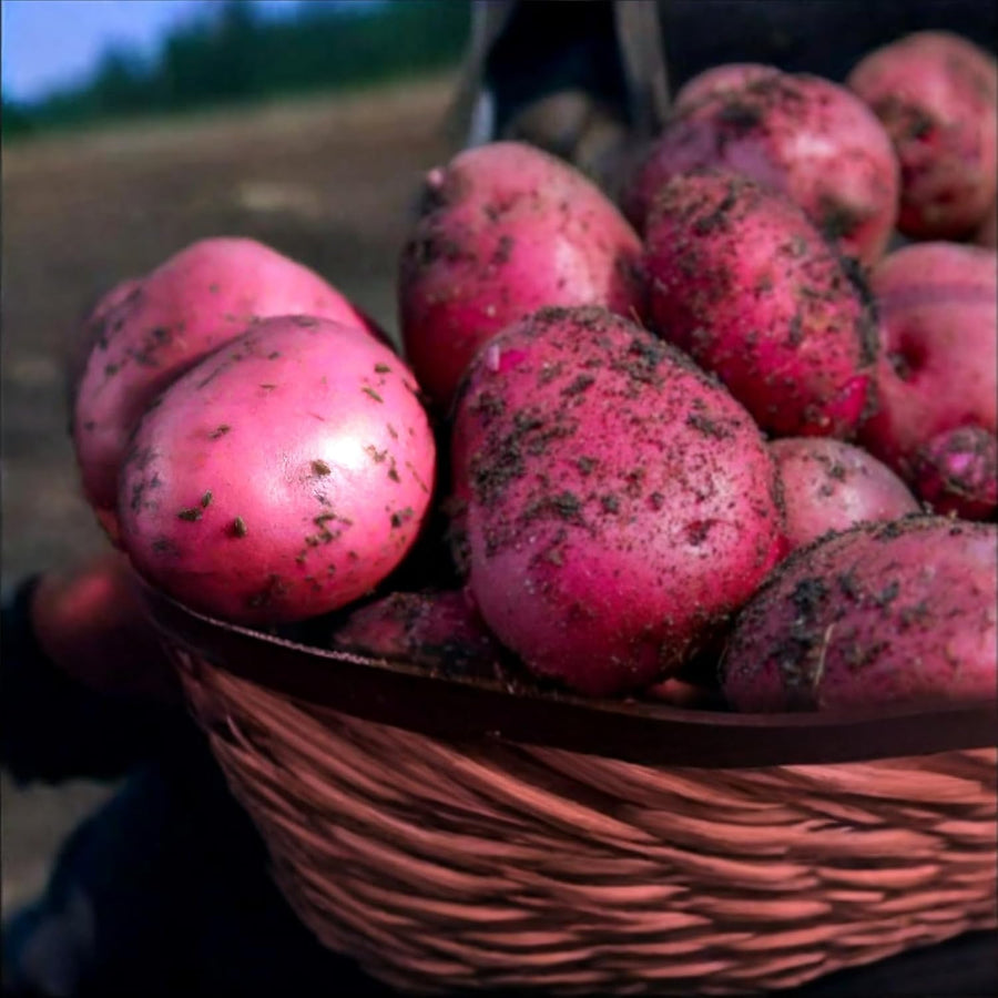 Caledonian Rose Seed Potatoes  3