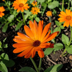 Calendula Orange Plants  3
