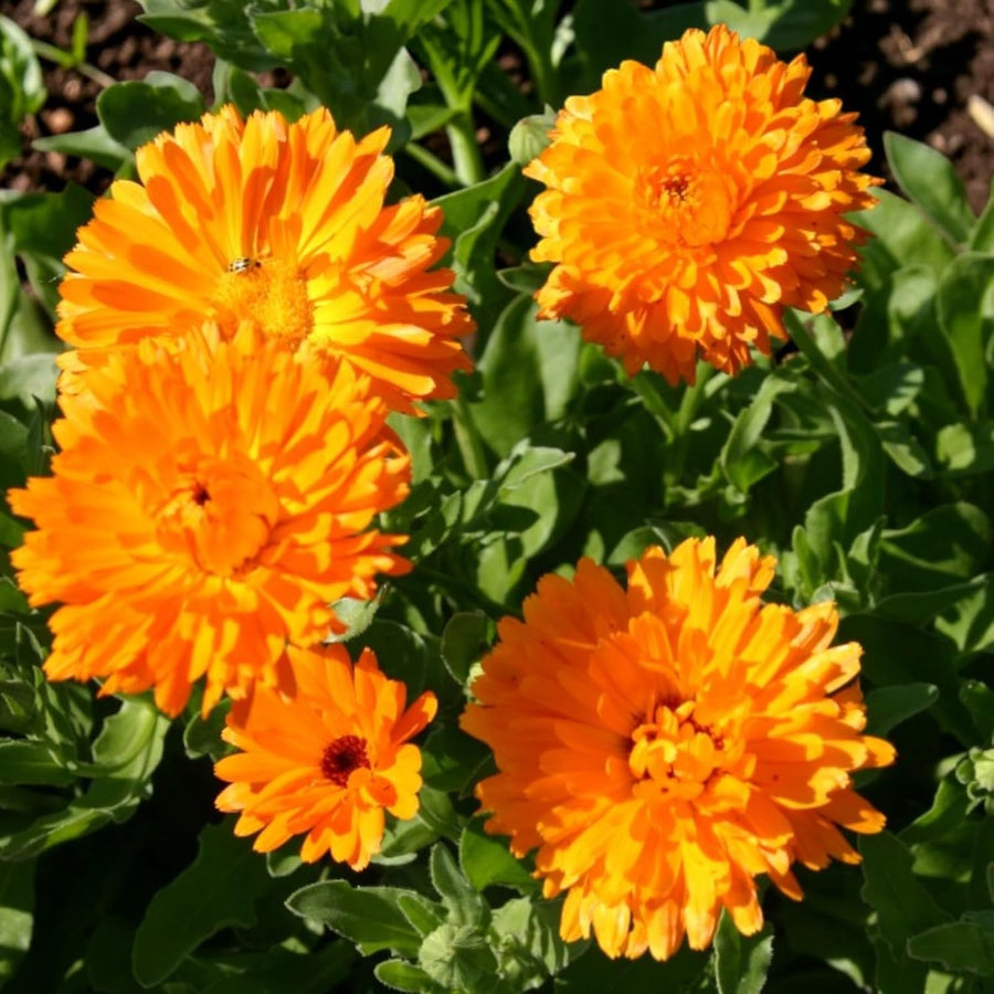 Calendula Orange Plants  4