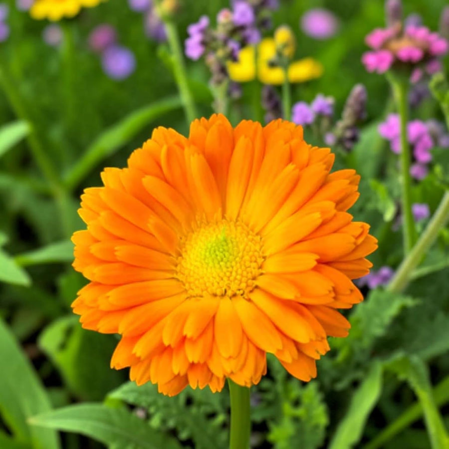 Calendula Orange Plants  1