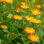 Calendula Orange Plants  2
