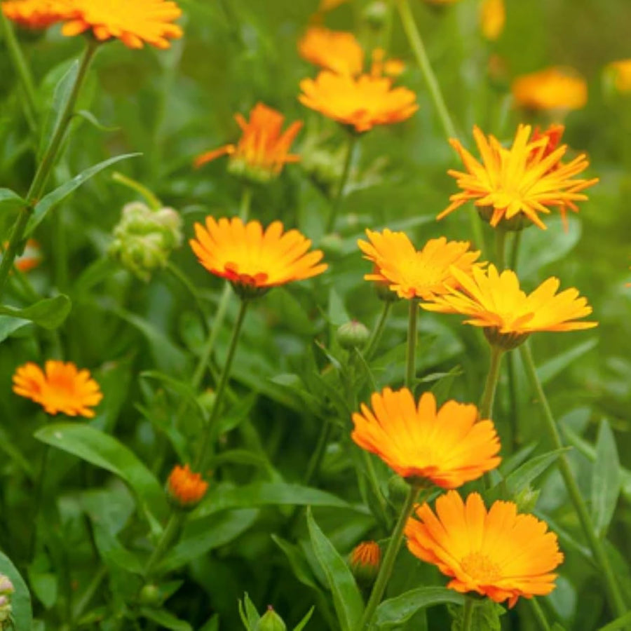 Calendula Orange Plants  2