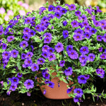 Calibrachoa Blue Bedding Plants  4
