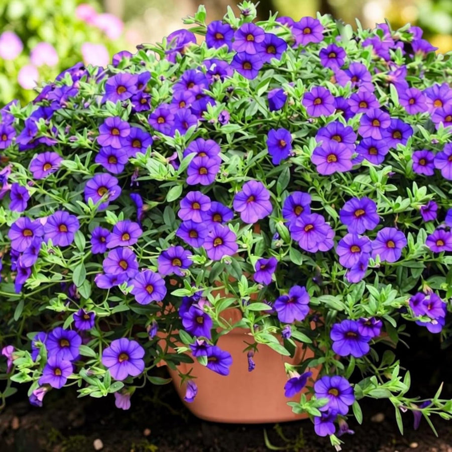 Calibrachoa Blue Bedding Plants  4