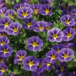 Calibrachoa Blue Bedding Plants  3