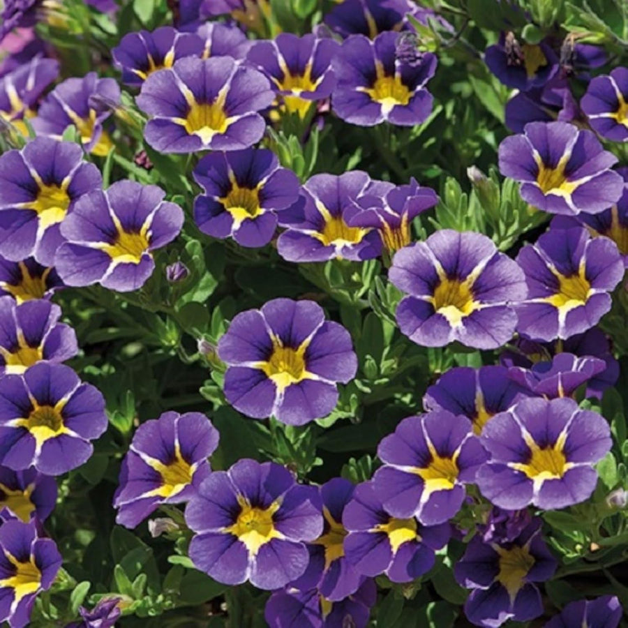 Calibrachoa Blue Bedding Plants  3