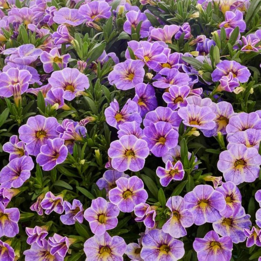 Calibrachoa Blue Bedding Plants  2