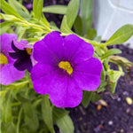 Calibrachoa Blue Bedding Plants  1