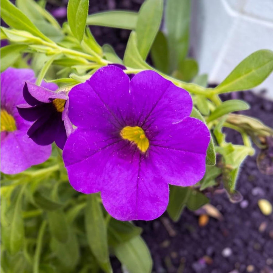 Calibrachoa Blue Bedding Plants  1