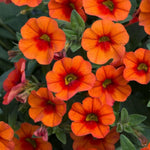 Calibrachoa Hot Orange Bedding Plants  1