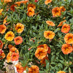Calibrachoa Hot Orange Bedding Plants  3