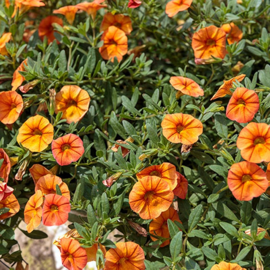 Calibrachoa Hot Orange Bedding Plants  3
