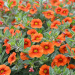Calibrachoa Hot Orange Bedding Plants  2