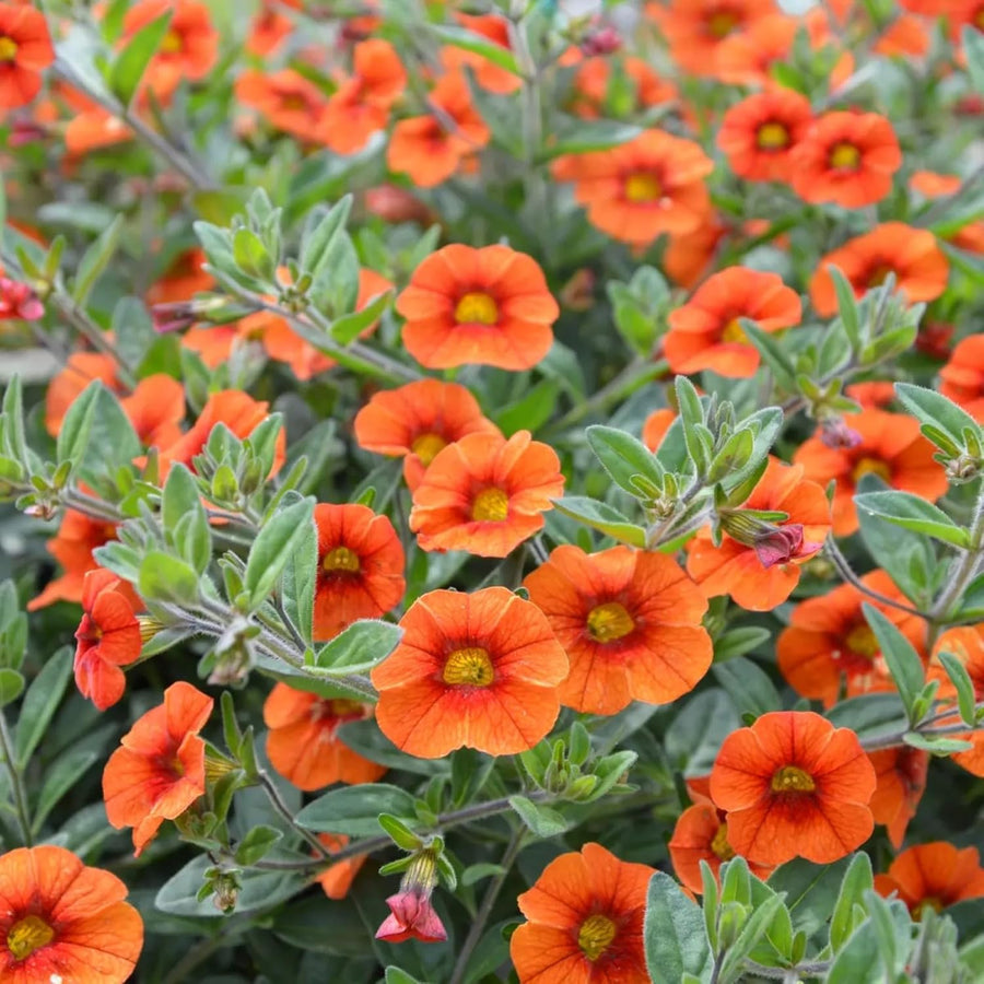Calibrachoa Hot Orange Bedding Plants  2