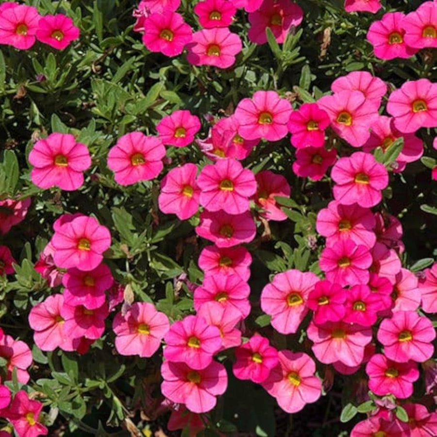 Calibrachoa Hot Pink Bedding Plants  1
