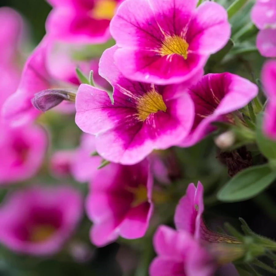 Calibrachoa Hot Pink Bedding Plants  3