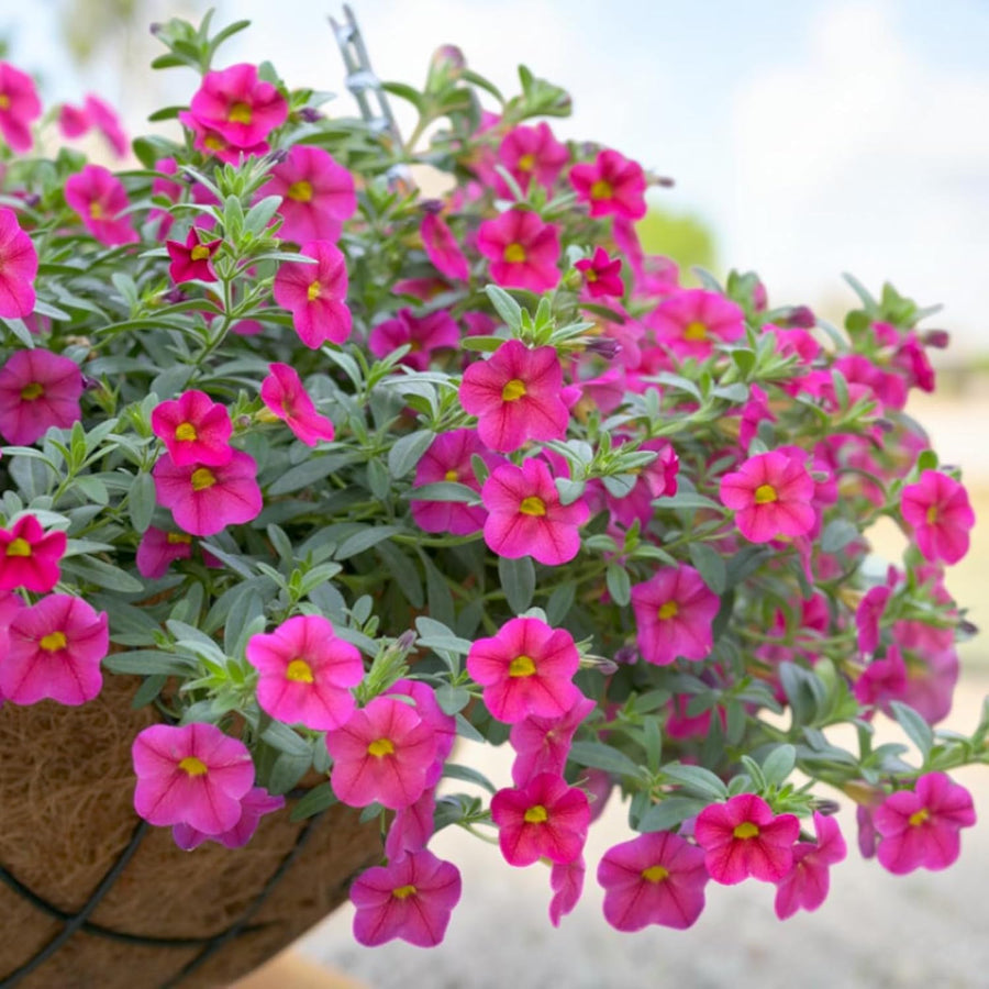 Calibrachoa Hot Pink Bedding Plants  2