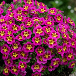 Calibrachoa Hot Pink Bedding Plants  4