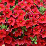 Calibrachoa Red Bedding Plants  3