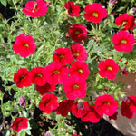 Calibrachoa Red Bedding Plants  4