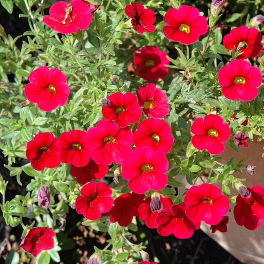 Calibrachoa Red Bedding Plants  4