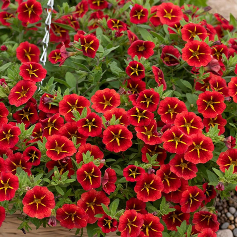 Calibrachoa Red Bedding Plants  2