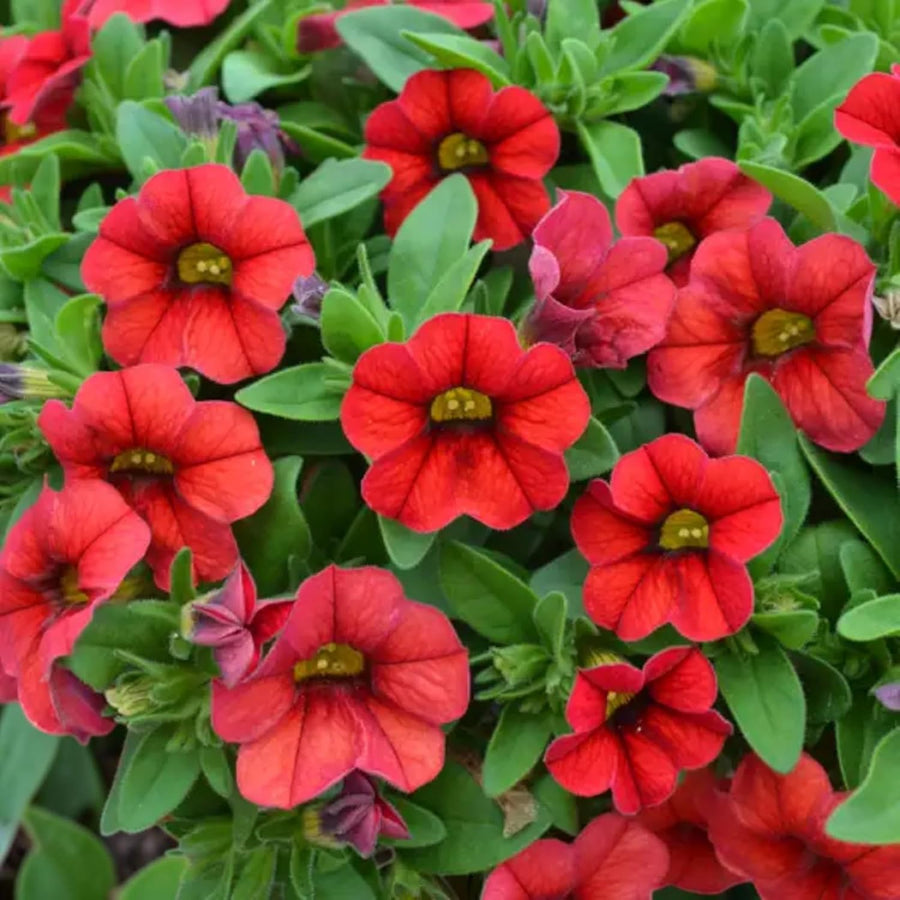 Calibrachoa Red Bedding Plants  1