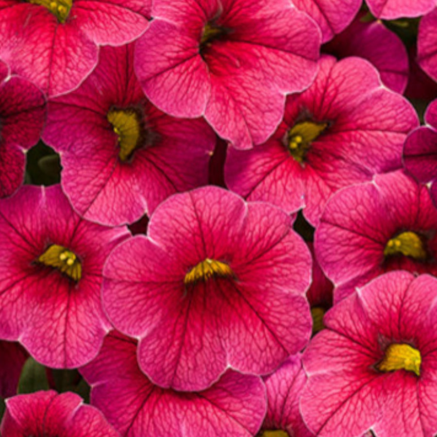 Cherry Calibrachoa Trailing Plants  2