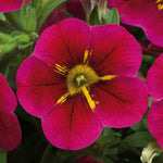 Calibrachoa Trailing Bedding Plants  4