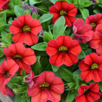Red Calibrachoa Trailing Plants  2