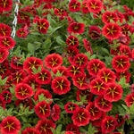 Calibrachoa Trailing Bedding Plants  5