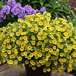Yellow Calibrachoa Trailing Plants  2