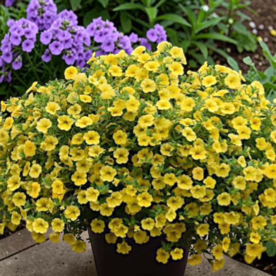 Yellow Calibrachoa Trailing Plants  2
