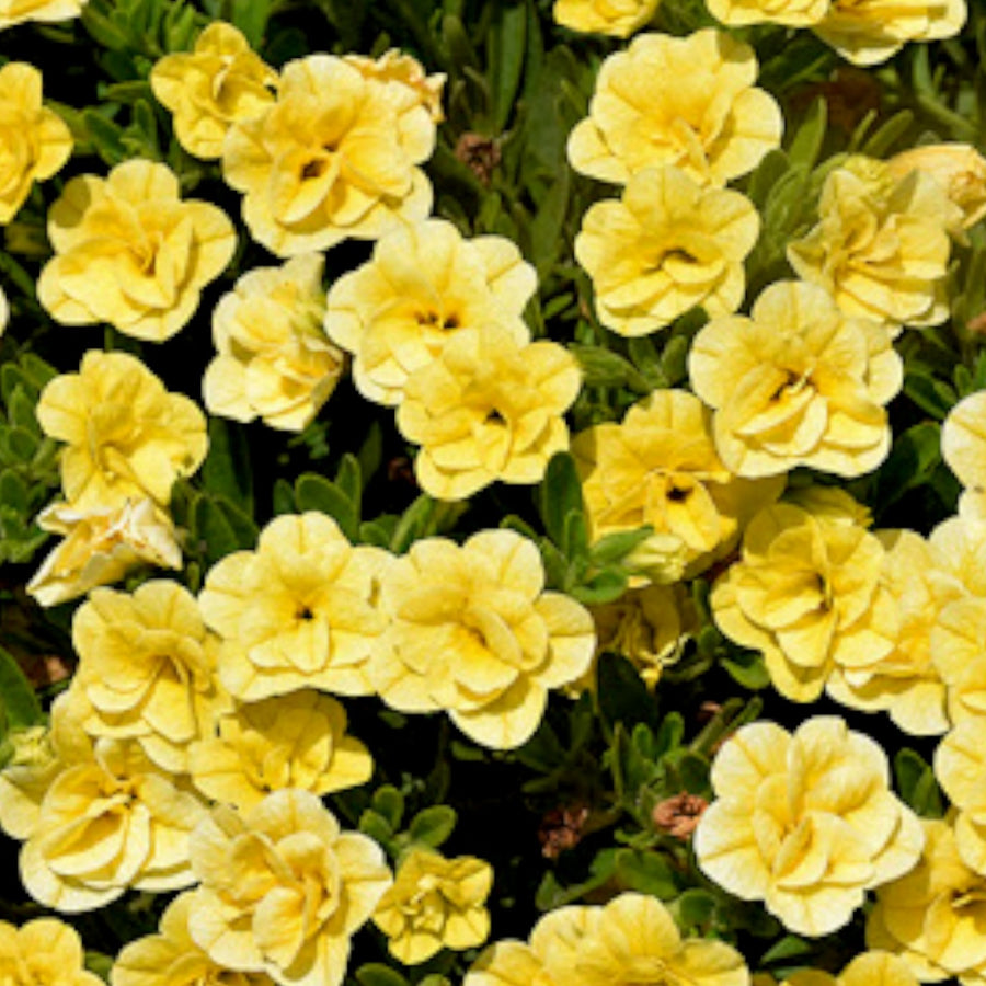 Yellow Calibrachoa Trailing Plants  3