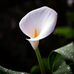 Calla Lily Aethiopica Bulbs  2