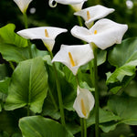 Calla Lily Elegant Mix Bulbs  4