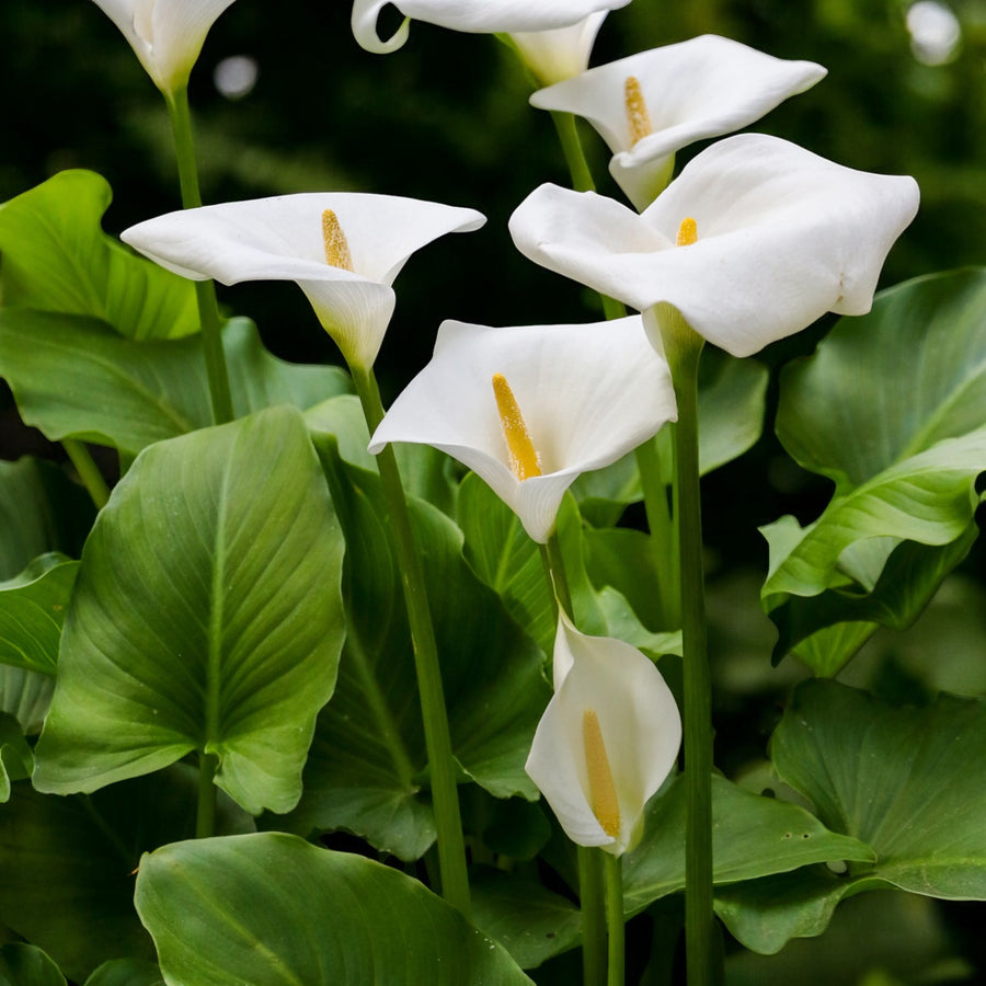 Calla Lily Elegant Mix Bulbs  4