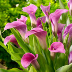 Calla Lily Amethyst Bulbs  1