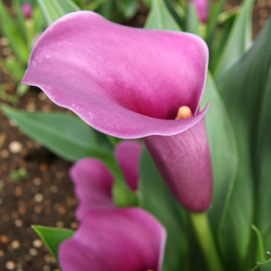 Calla Lily Amethyst Bulbs  2