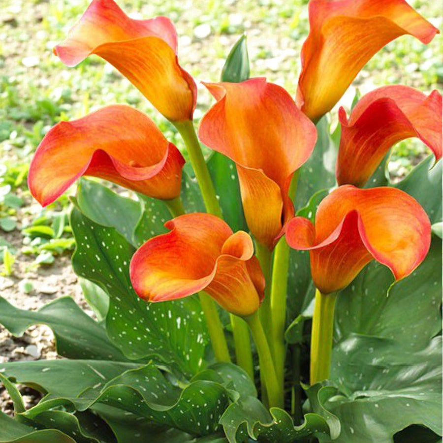 Calla Lily Callista Bulbs  2