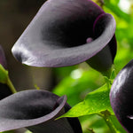 Calla Lily Cantor Bulbs  1
