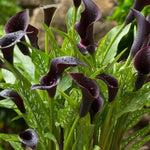Calla Lily Cantor Bulbs  3
