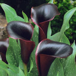 Calla Lily Cantor Bulbs  4