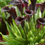 Calla Lily Cantor Bulbs  2