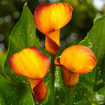 Calla Lily Flame Bulbs  2