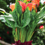 Calla Lily Flame Bulbs  3